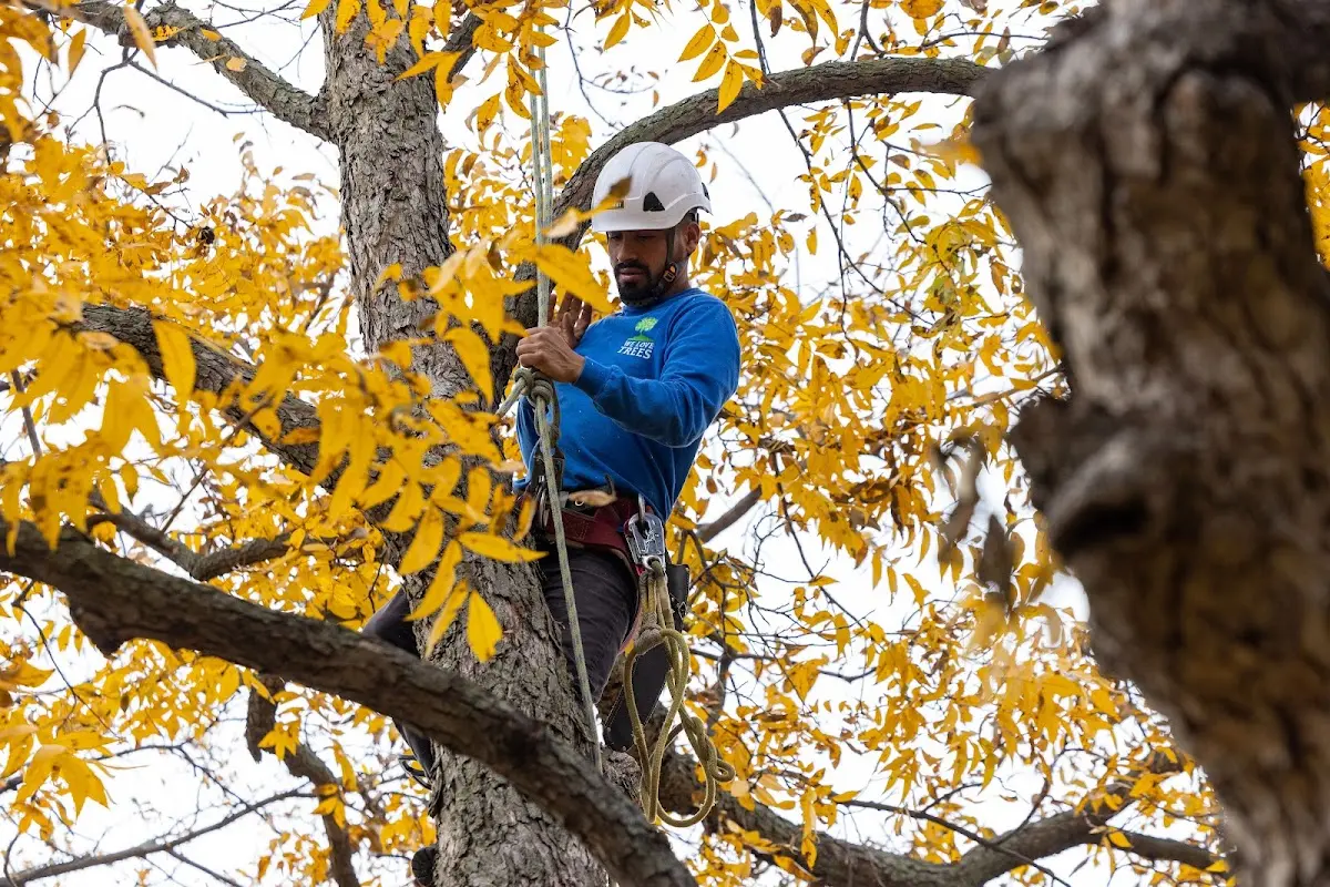 Skilled Tree Transplanting crew working in Guatay